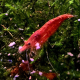 Neocaridina Fire Red-räka i akvarium