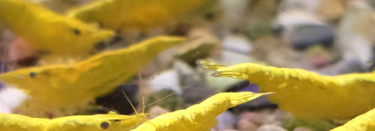Neocaridina Yellow Stripe-räka i akvarium
