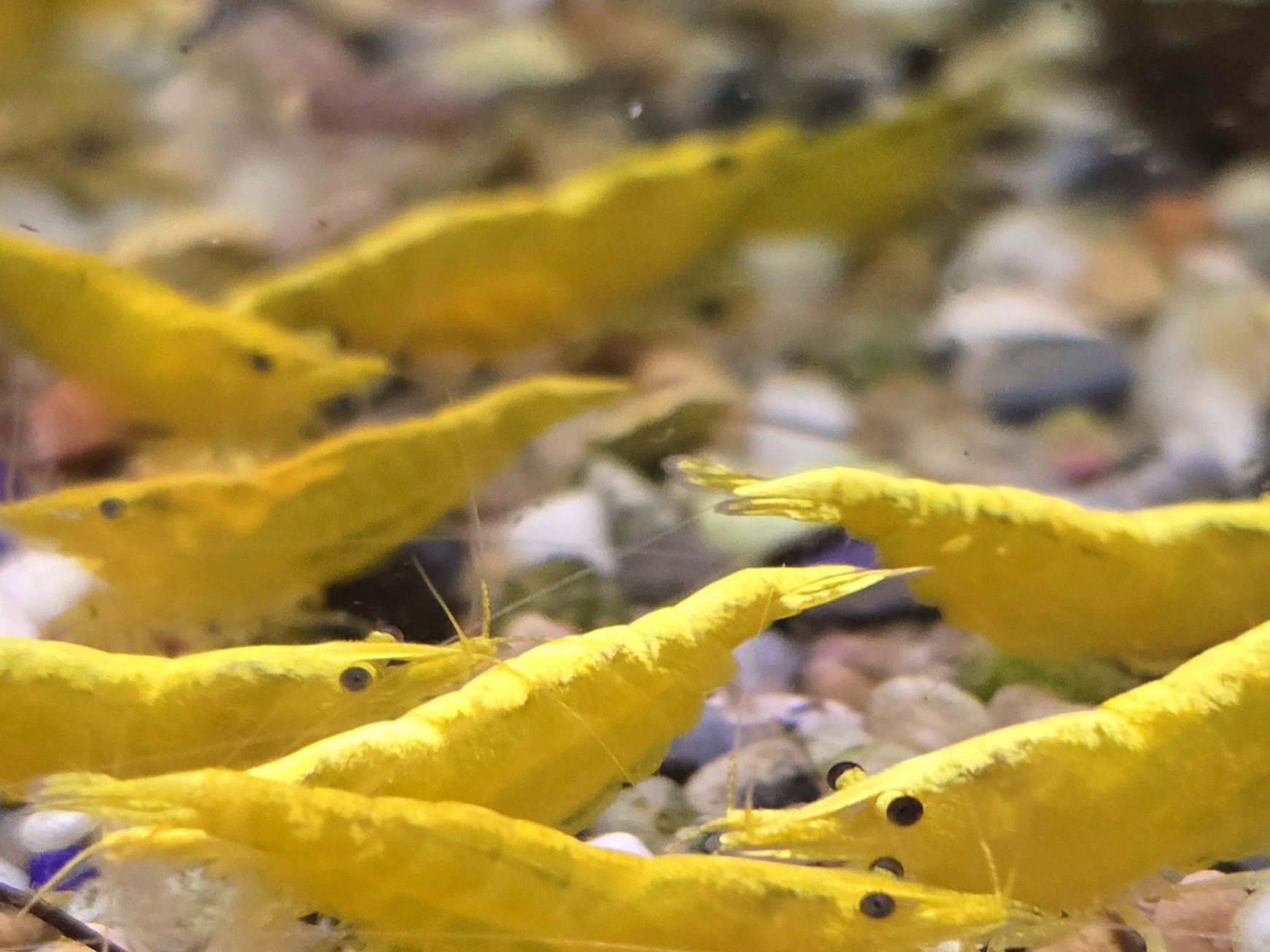 Neocaridina Yellow Stripe