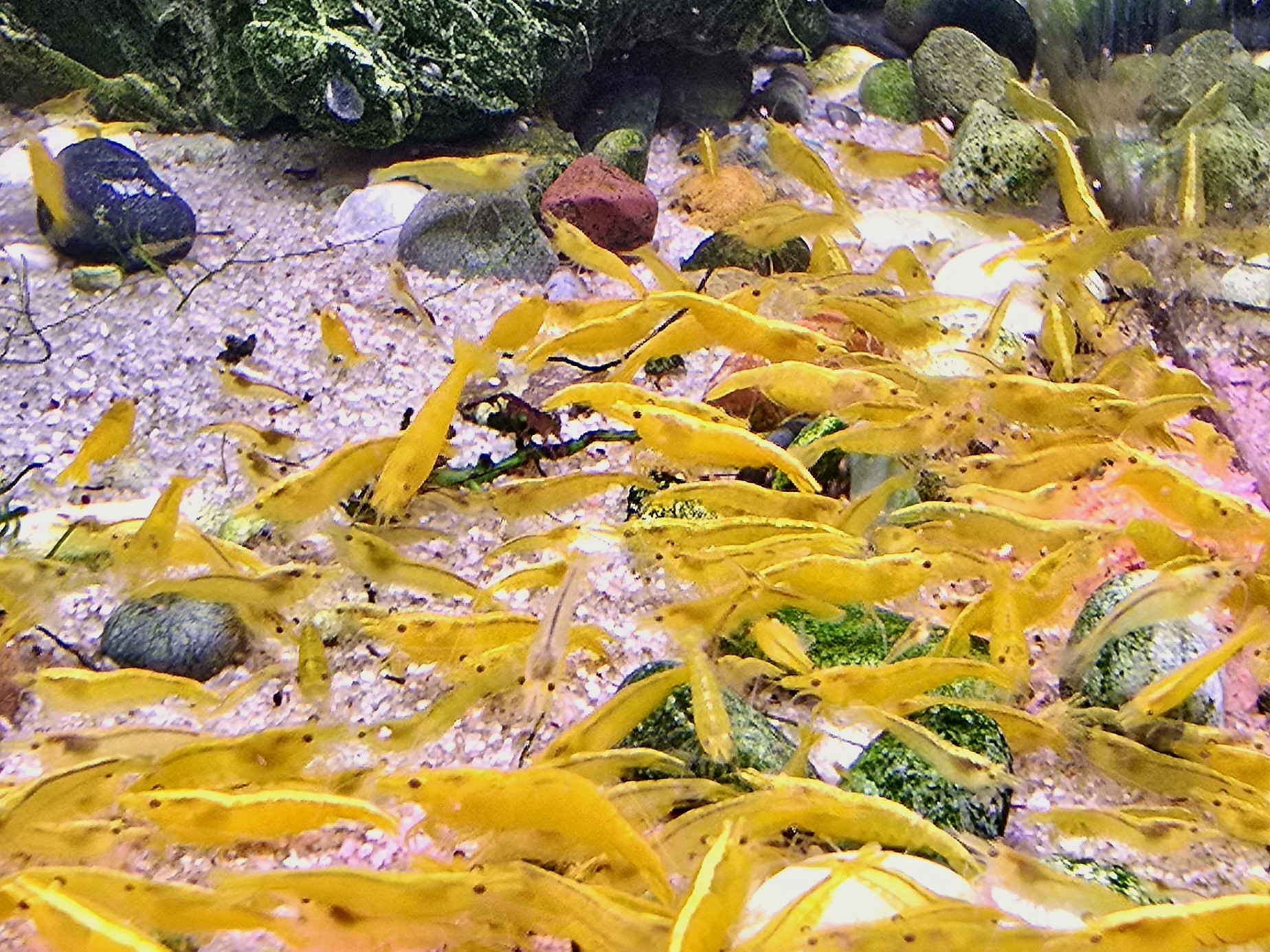 Neocaridina Yellow Stripe