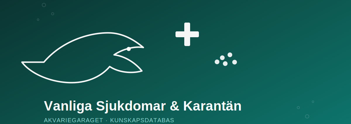 Vanliga sjukdomar och karantänrutiner i akvarium