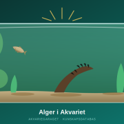 Akvarium med olika algtyper