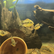 Grupp av Amatitlania nanolutea (Gul zebraciklid), huvudbild