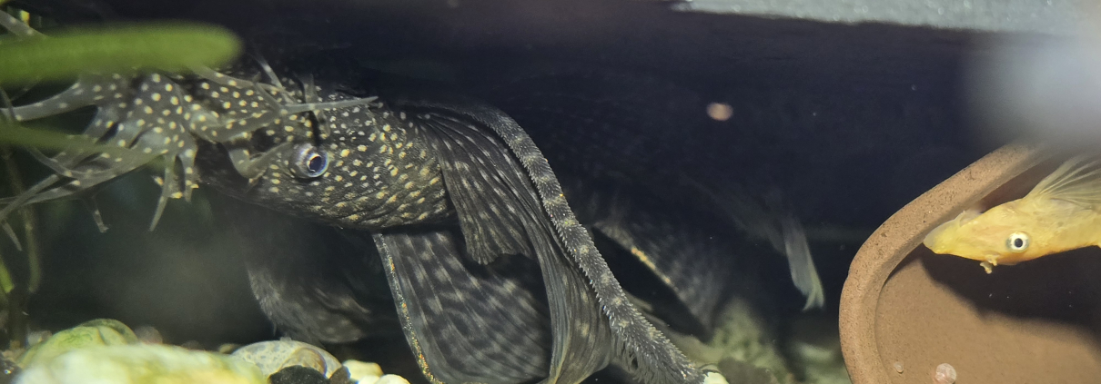 Ancistrus sp. L144 (Brun Longfin) under rot
