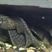 Ancistrus sp. L144 (Brun Longfin) under rot