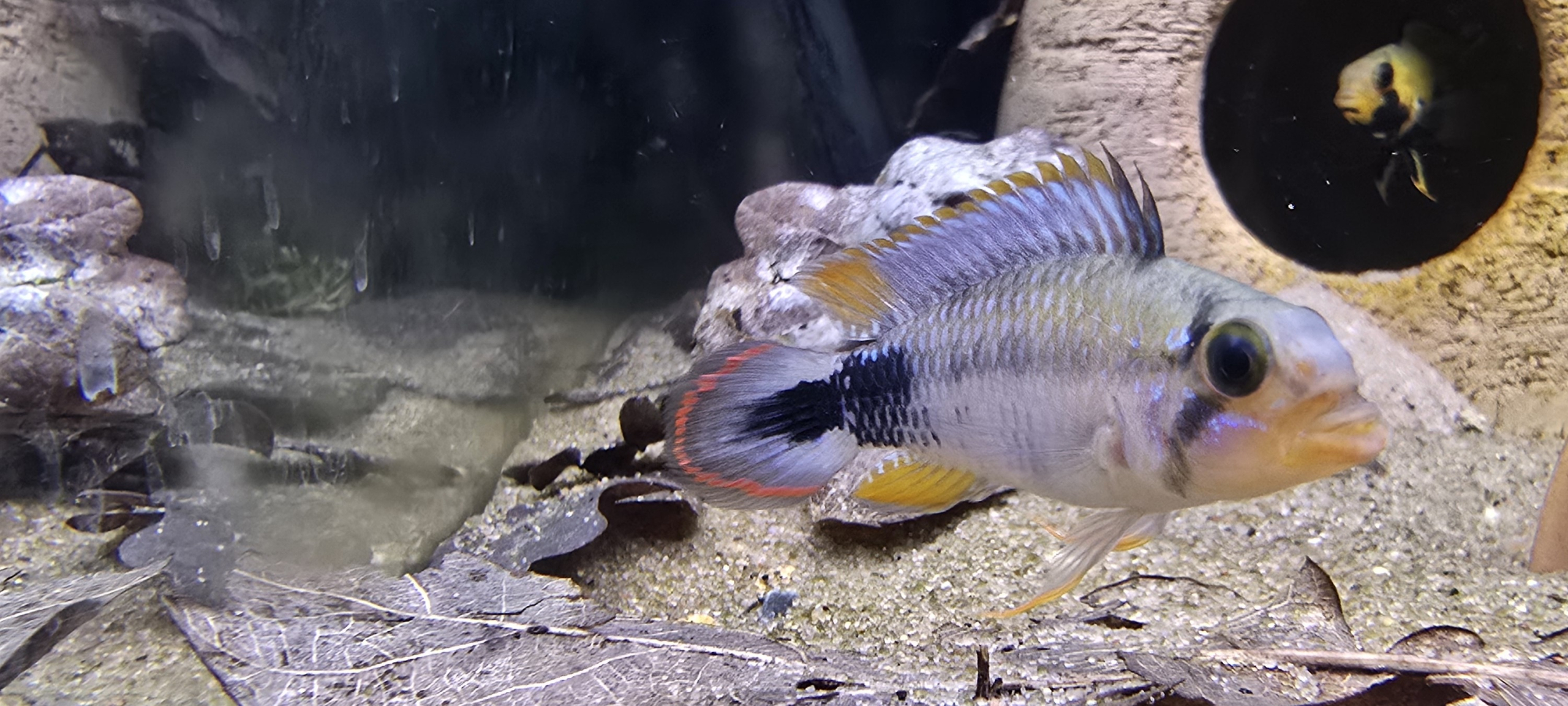 Apistogramma panduro, färgstark hane