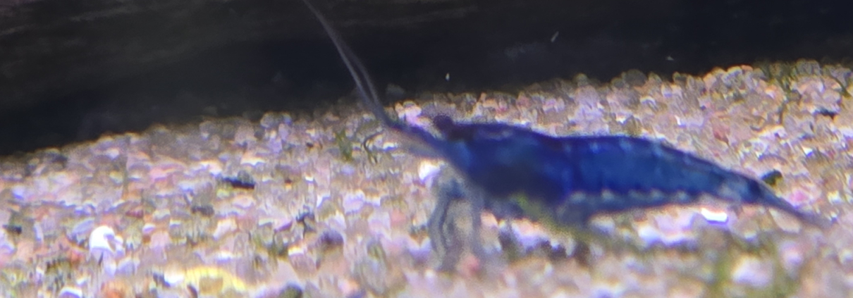 Neocaridina Blue Dream under rot