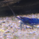 Neocaridina Blue Dream under rot