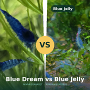 Blue Dream och Blue Jelly räkor sida vid sida