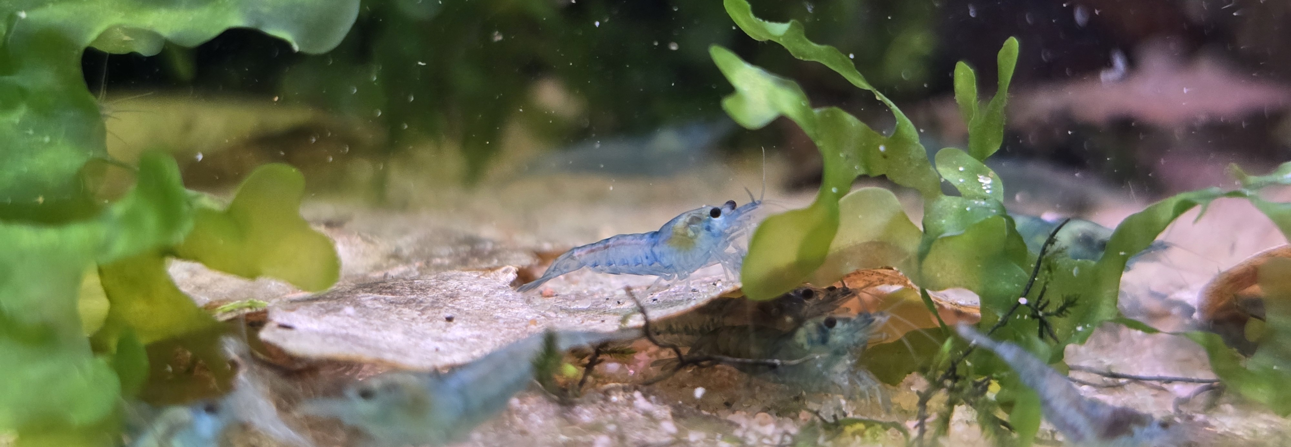 Koloni av Neocaridina Blue Jelly