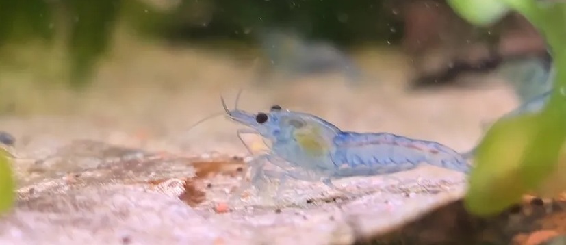 Neocaridina Blue Jelly i närbild