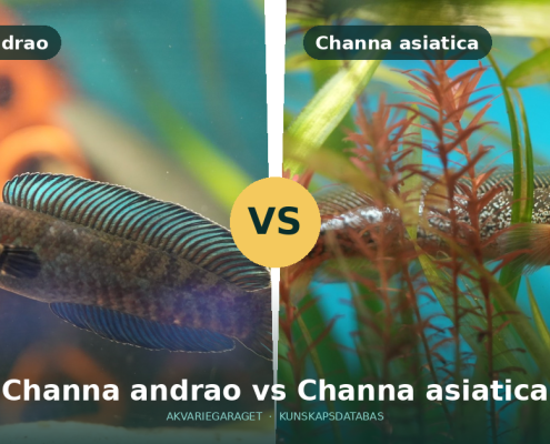 Channa andrao och Channa asiatica sida vid sida