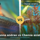 Channa andrao och Channa asiatica sida vid sida