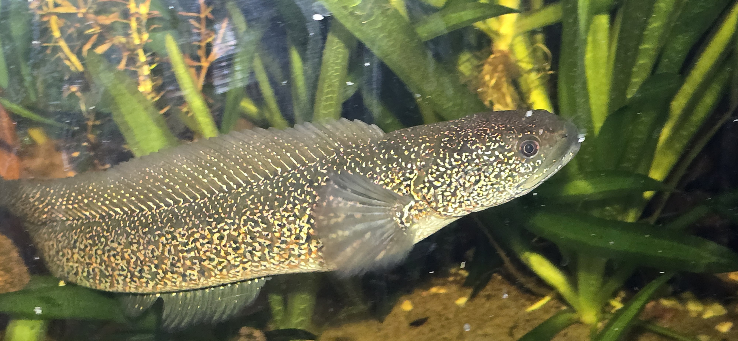 Channa Asiatica
