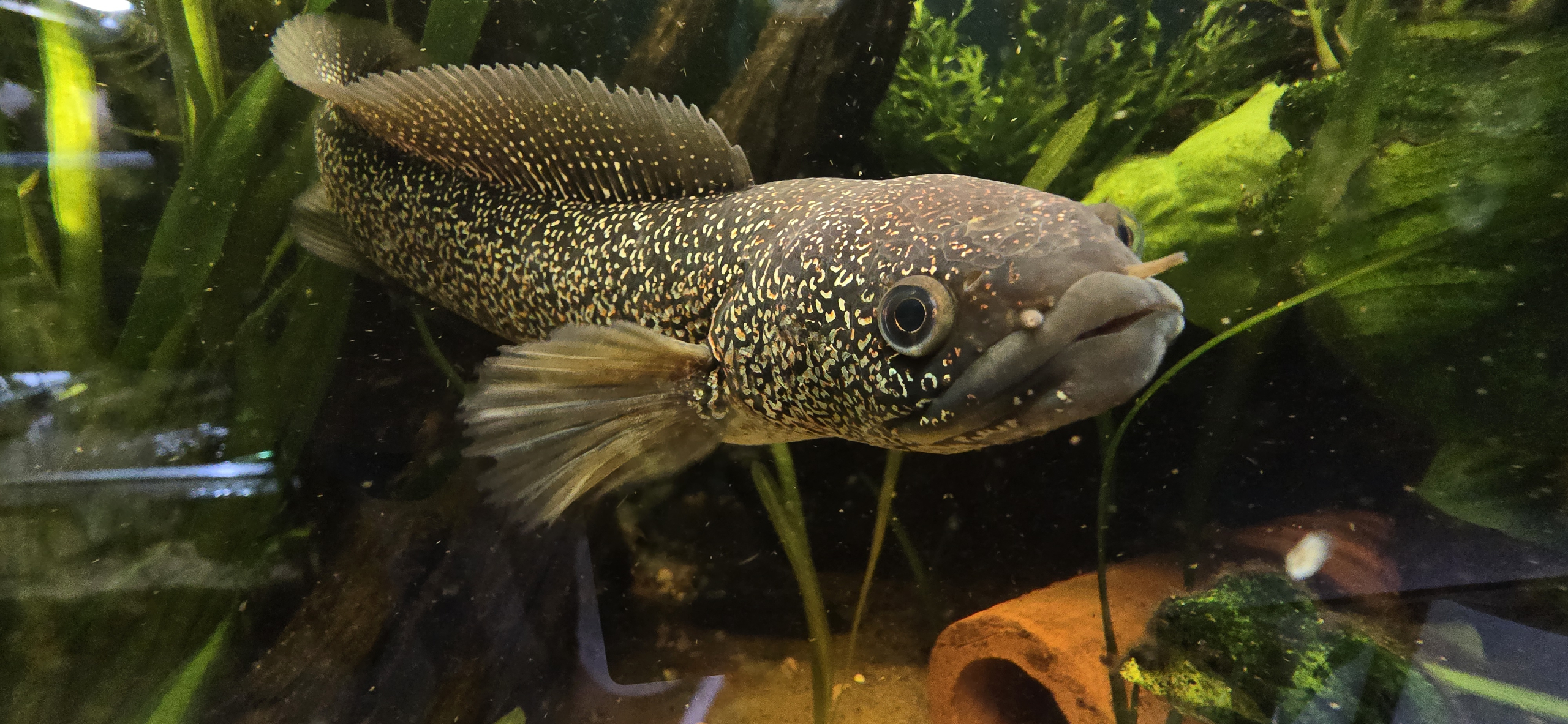 Channa asiatica sedd framifrån