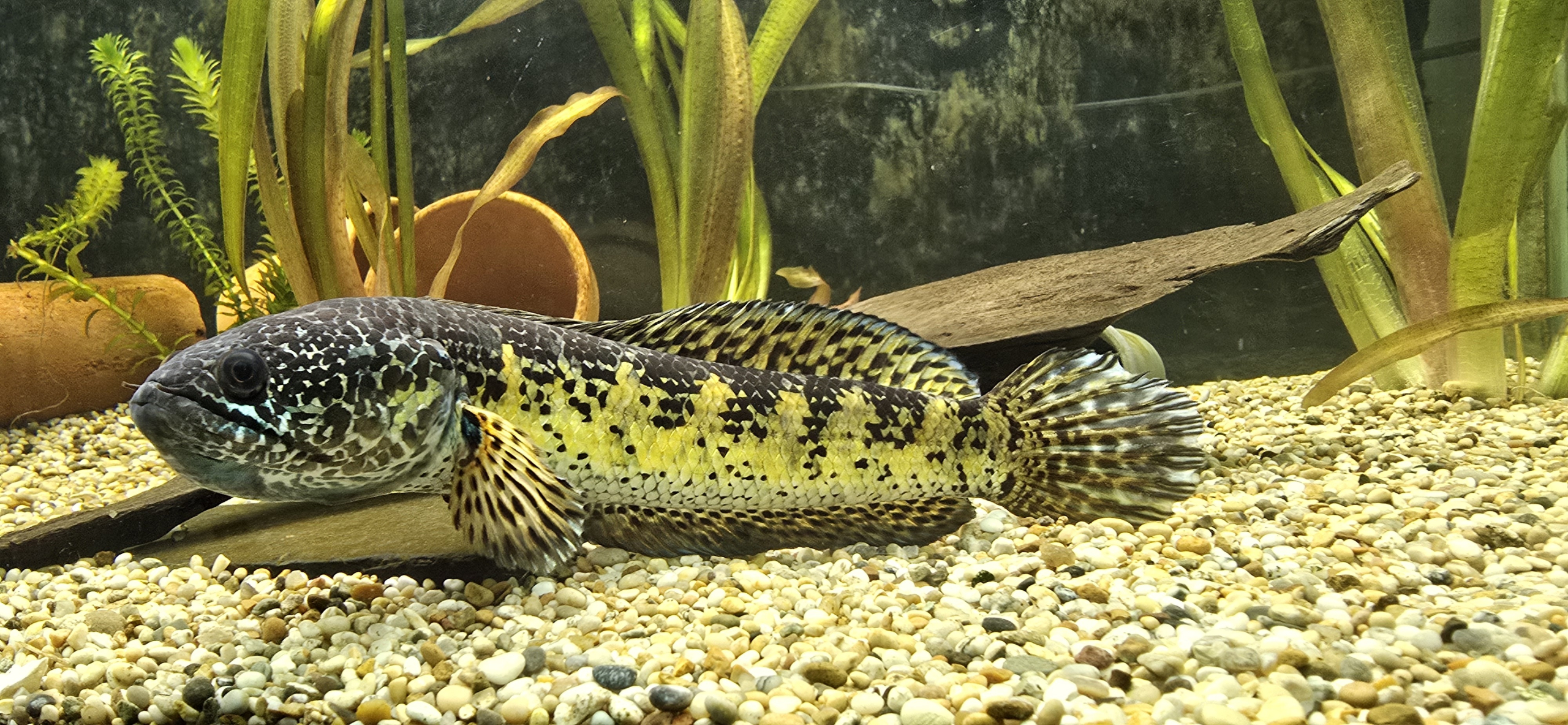 Channa Aurantimaculata