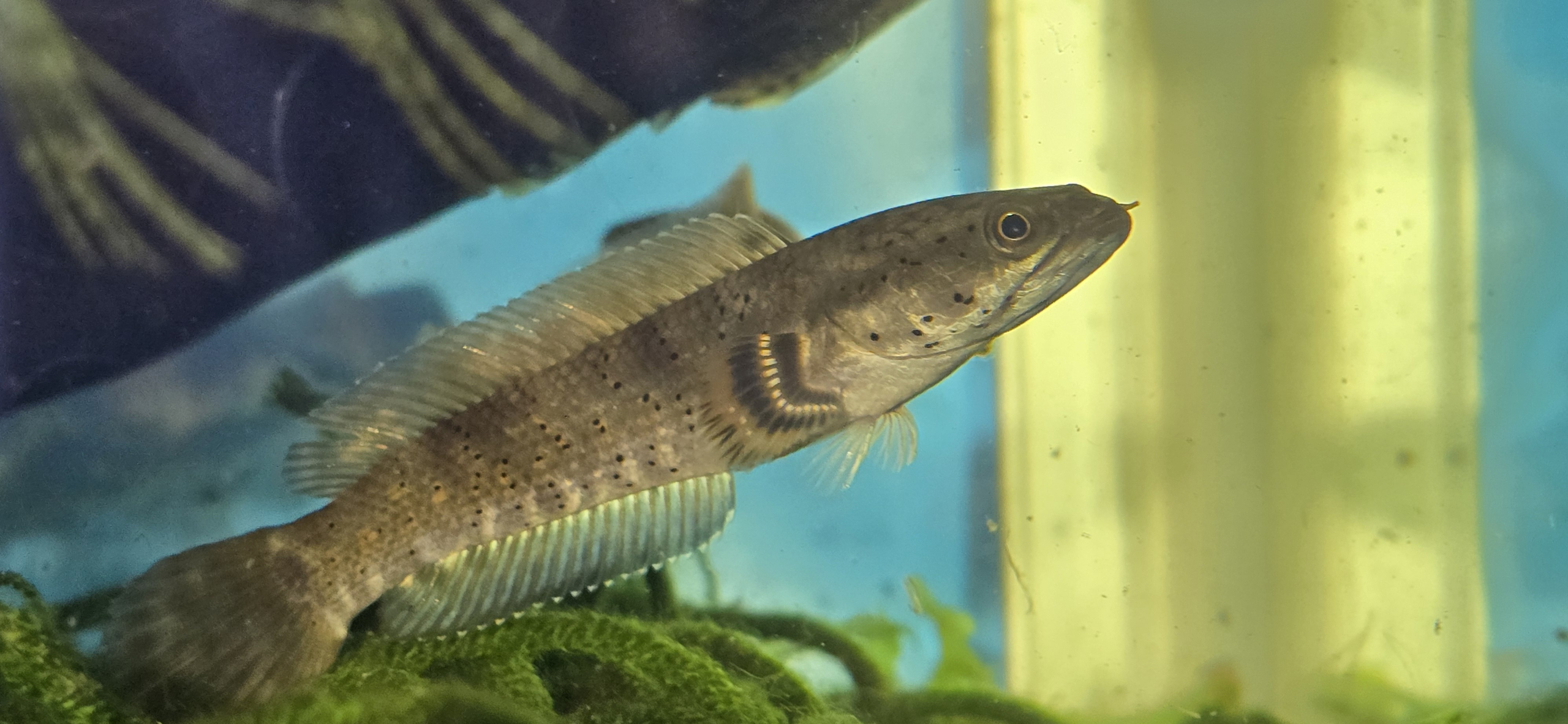 Channa Ornatipinnis