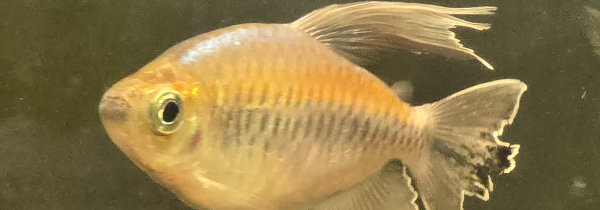 Congotetra i närbild