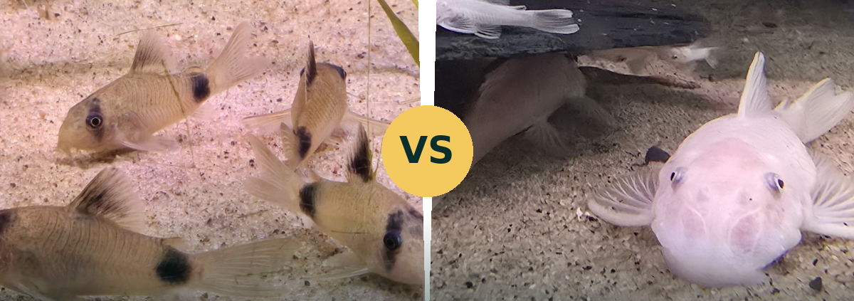 Corydoras panda och Ancistrus sida vid sida