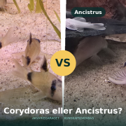 Corydoras panda och Ancistrus sida vid sida