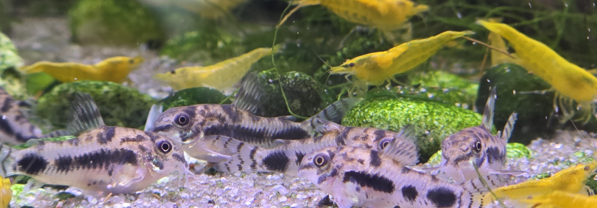 Grupp av Corydoras habrosus med gula räkor