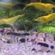 Grupp av Corydoras habrosus med gula räkor