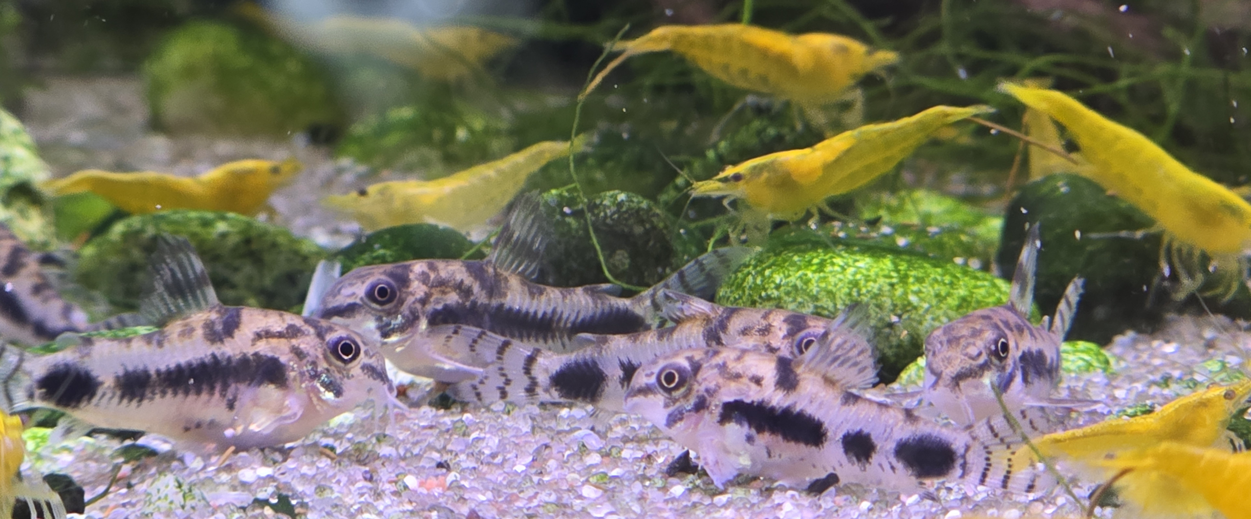 Grupp av Corydoras habrosus med gula räkor