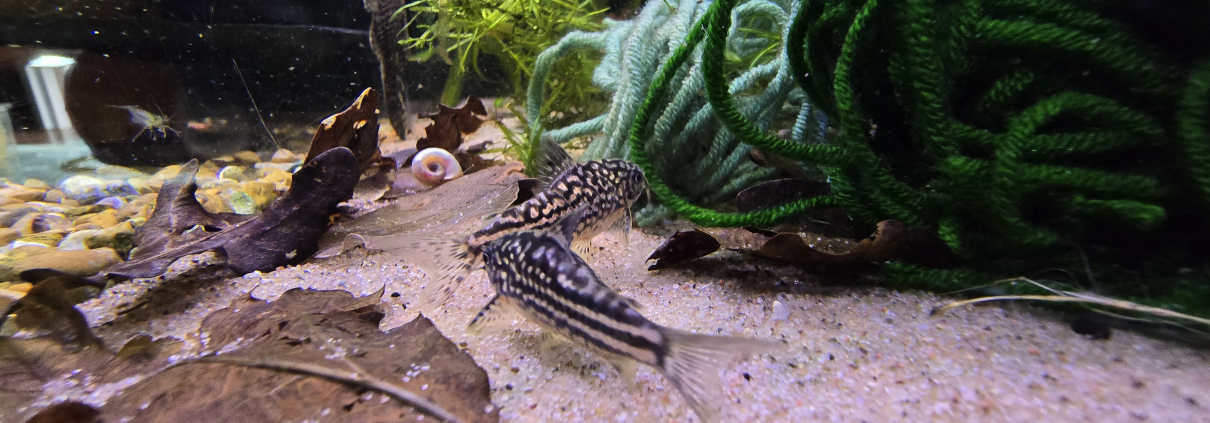 Två Corydoras napoensis på sandbotten bland löv