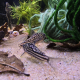 Två Corydoras napoensis på sandbotten bland löv