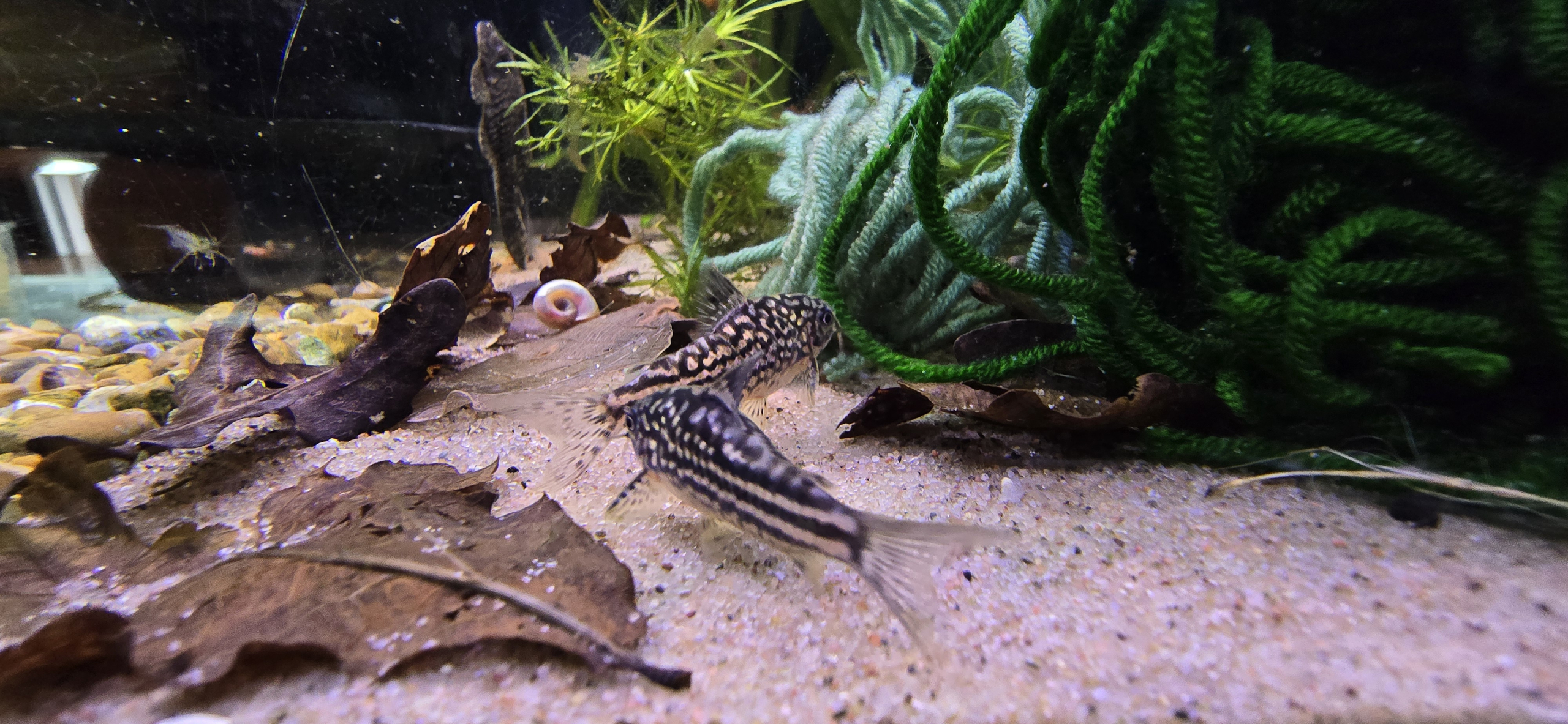 Två Corydoras napoensis på sandbotten bland löv