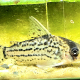 Corydoras schwartzi i närbild