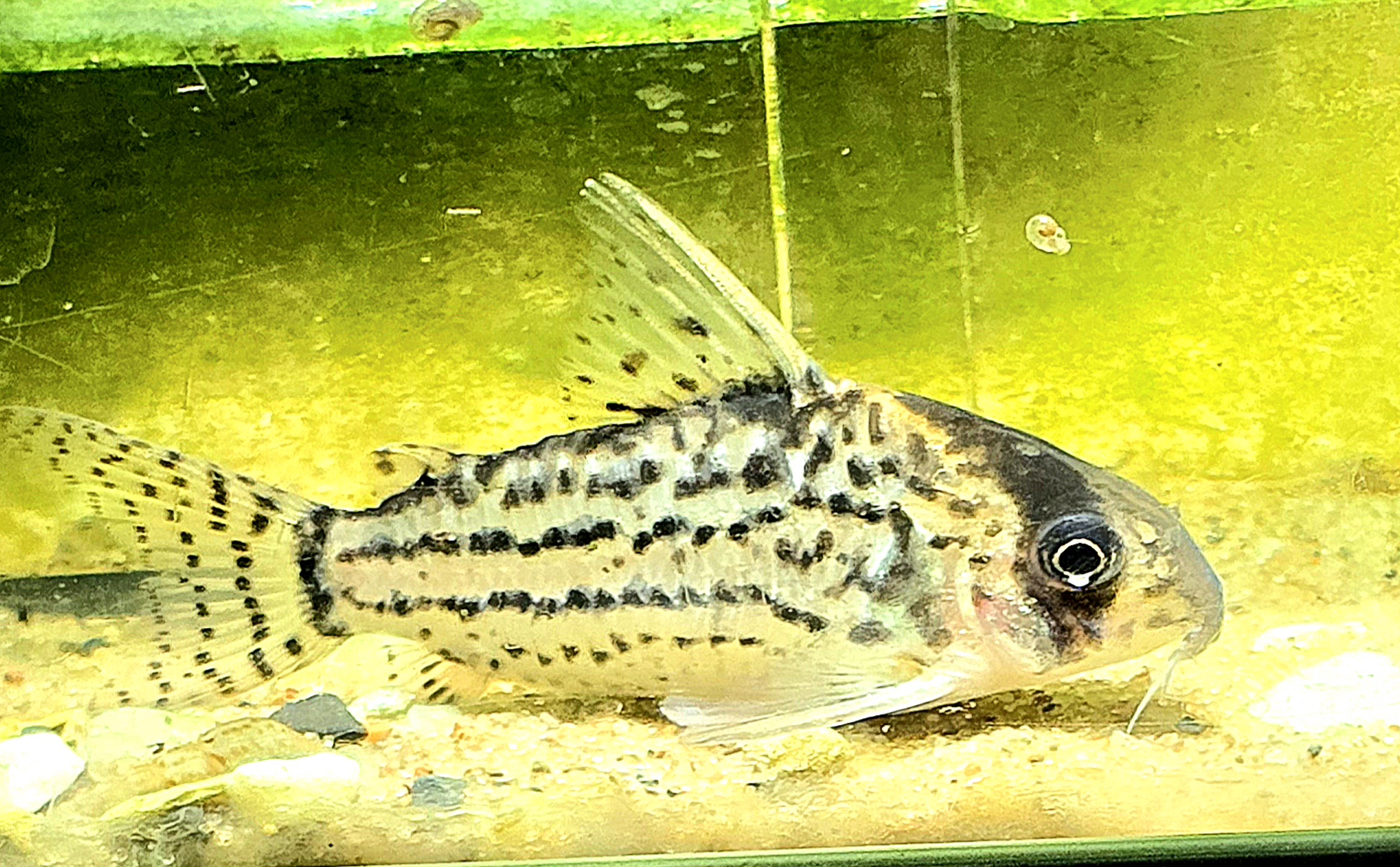 Corydoras schwartzi i närbild