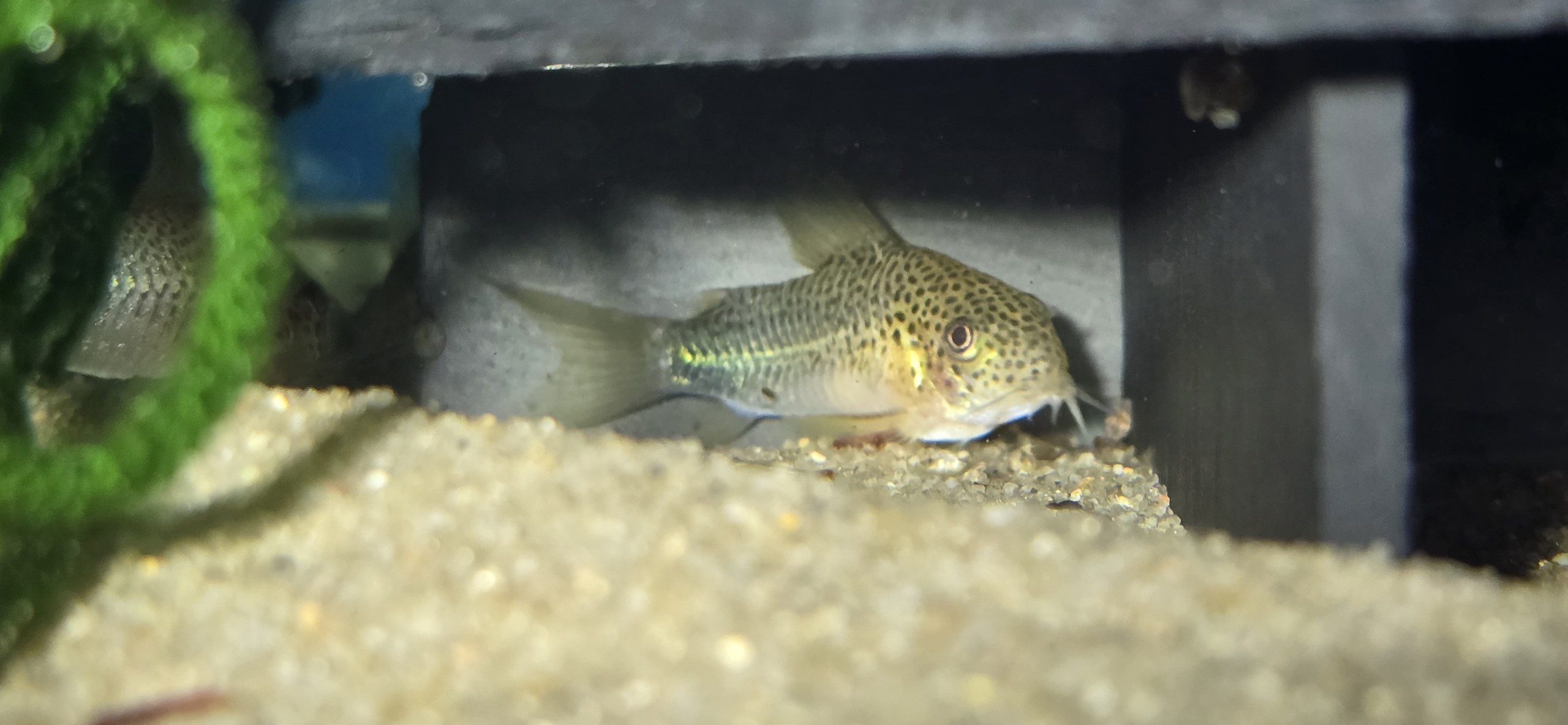 Corydoras Similis
