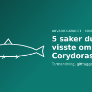 5 saker du inte visste om Corydoras