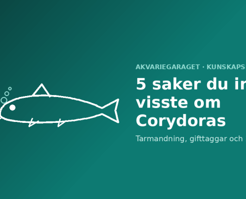 5 saker du inte visste om Corydoras