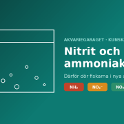 Nitrit och ammoniak, därför dör fiskarna i nya akvarier