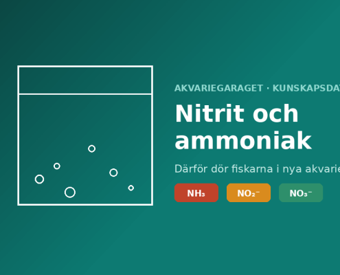 Nitrit och ammoniak, därför dör fiskarna i nya akvarier