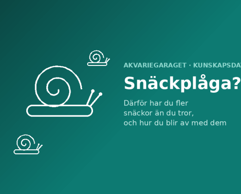 Snäckplåga i akvariet