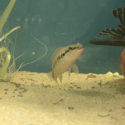 Crenicichla sp. juvenil framför pleco