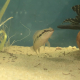 Crenicichla sp. juvenil framför pleco