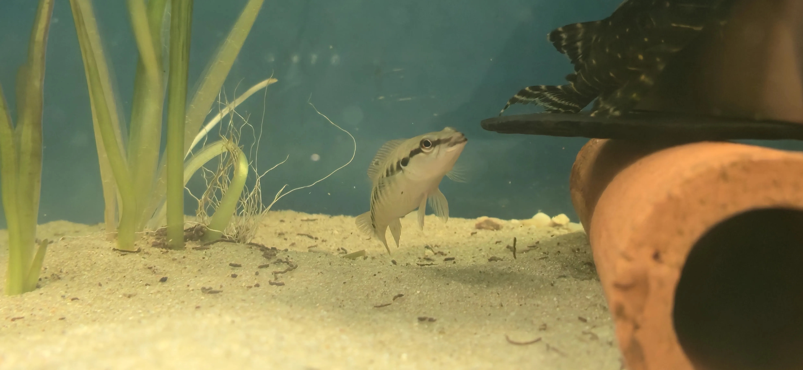 Crenicichla sp. juvenil framför pleco