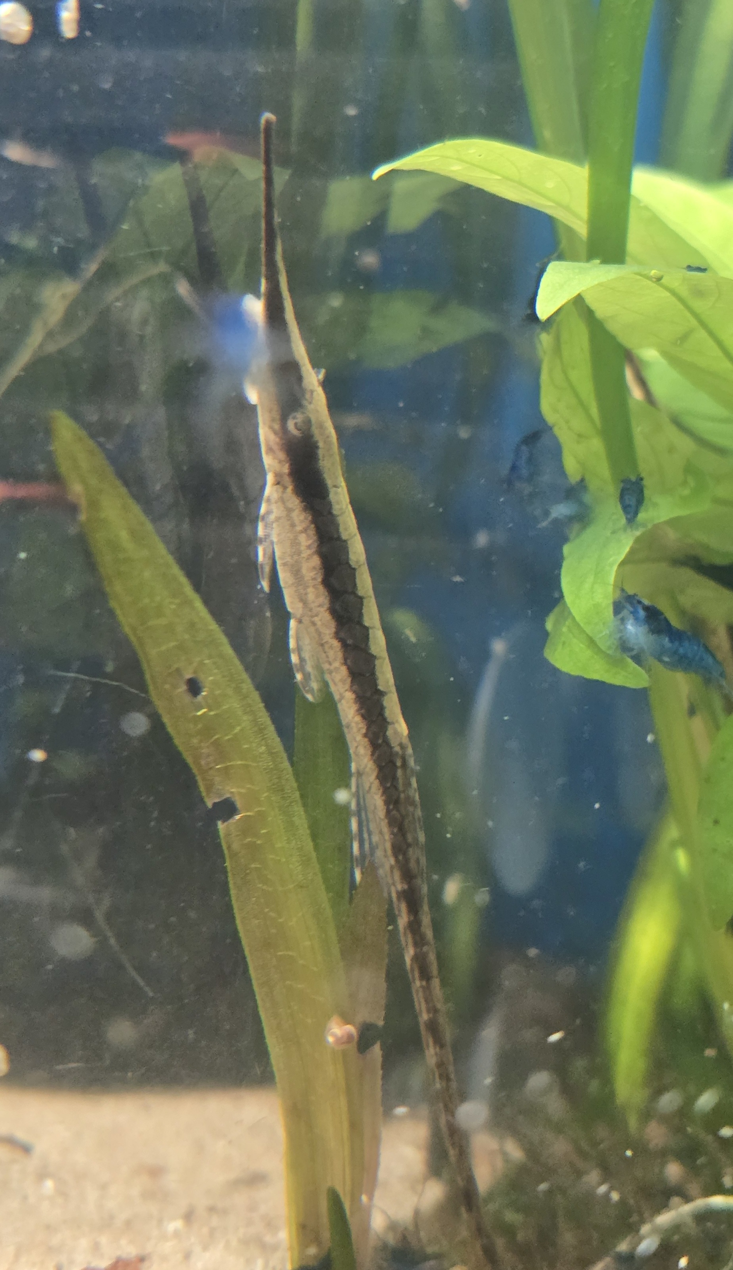 Farlowella acus kamouflerad bland växter