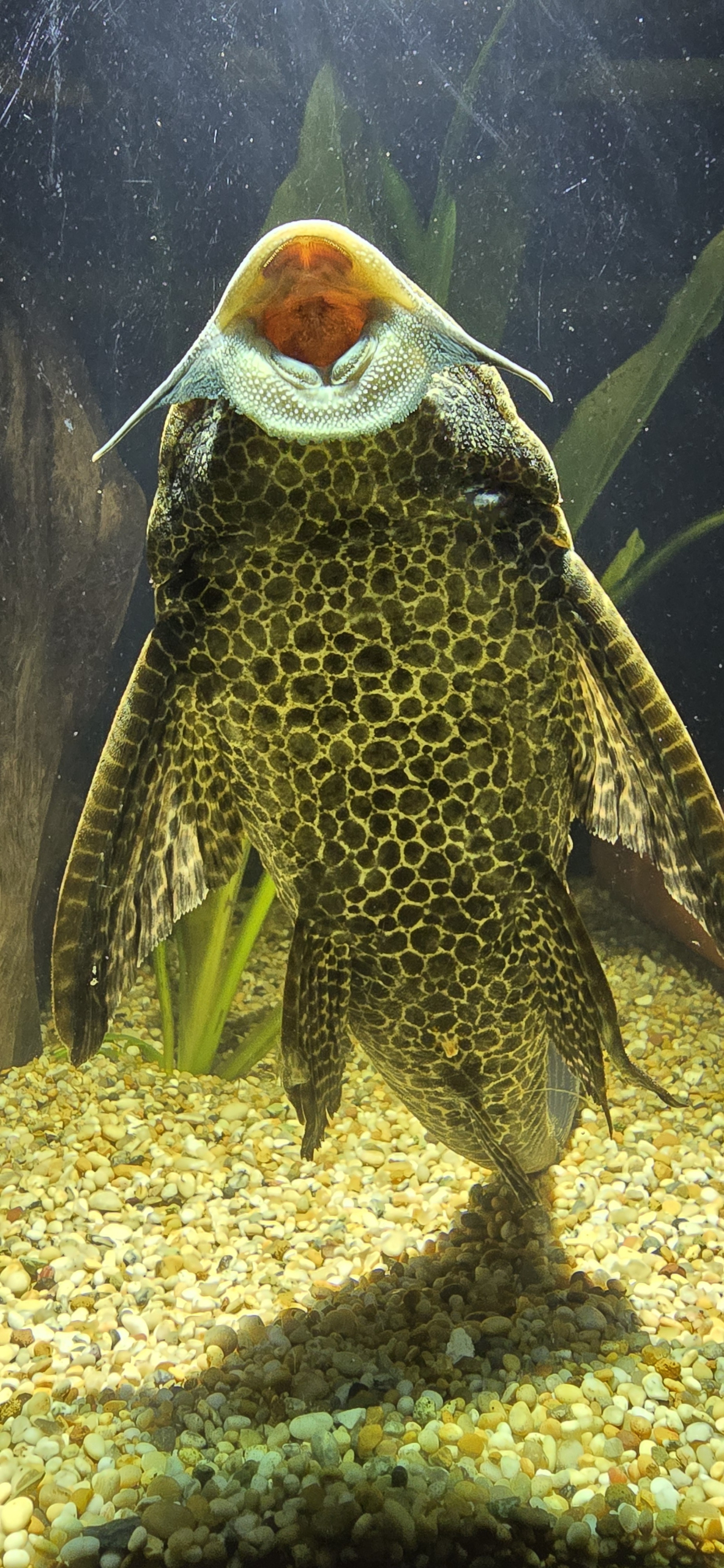 Gibbiceps Sailfin Pleco
