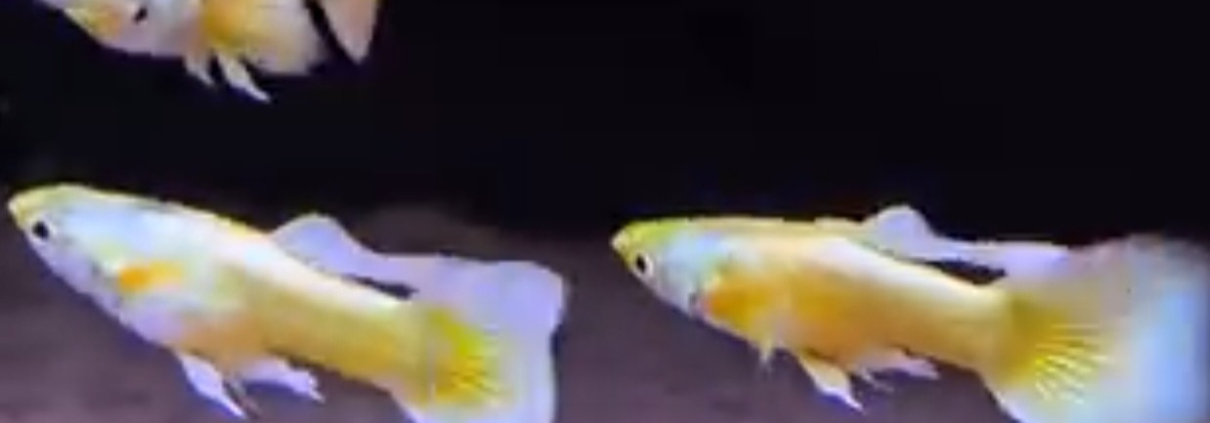 Guppy 24K Gold, tre hanar