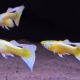 Guppy 24K Gold, tre hanar