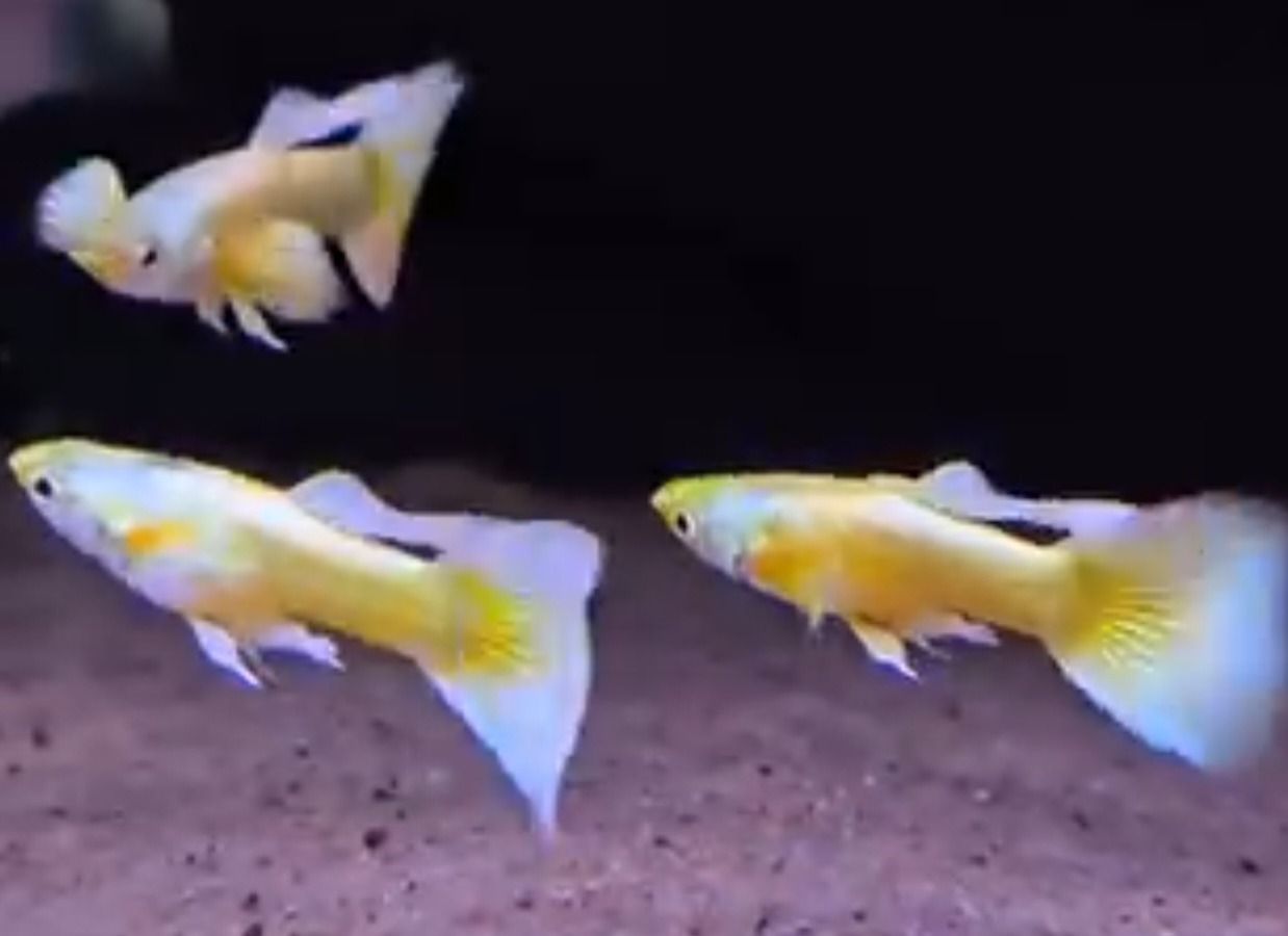 Guppy 24K Gold, tre hanar