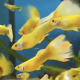 Stim av Guppy Full Gold
