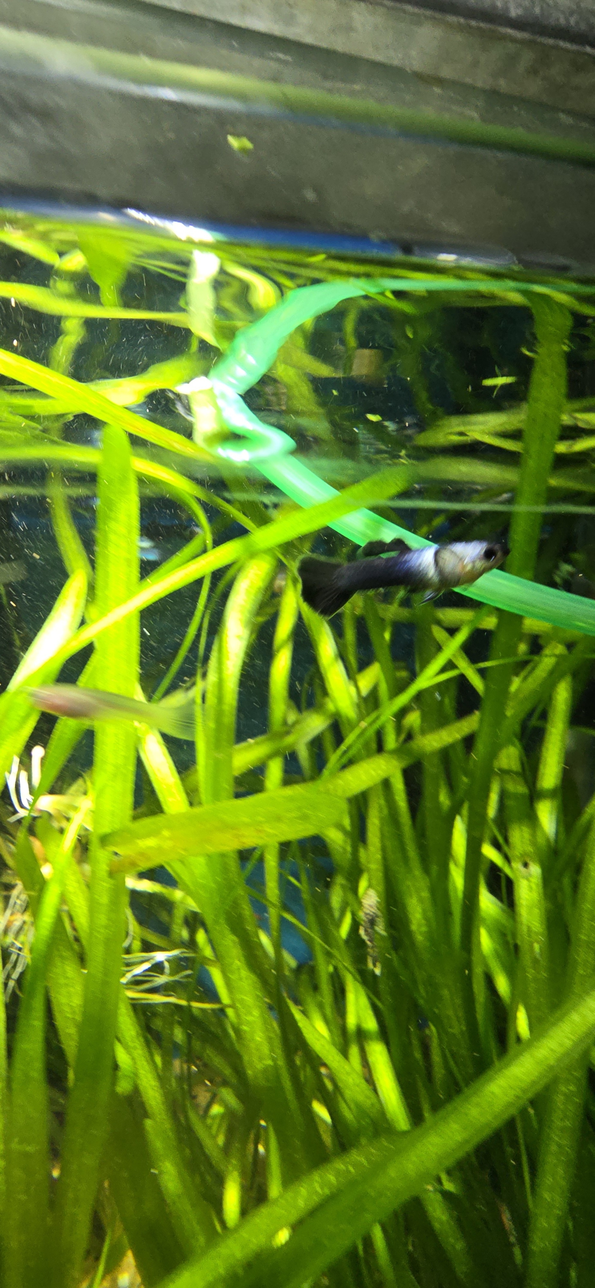 Guppy Panda