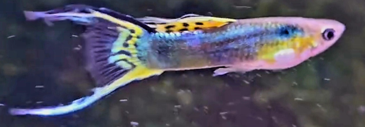 Guppy Santa Maria Dubbelsvärd, hane