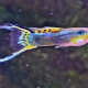 Guppy Santa Maria Dubbelsvärd, hane